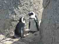  Penguins the Boulder
